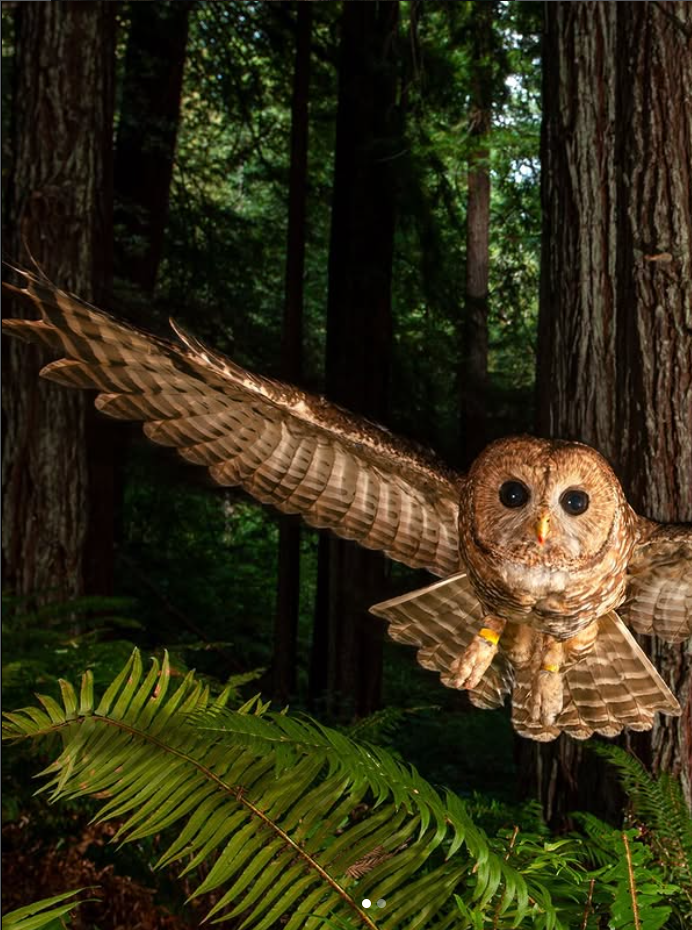 Pūce lido cauri mežam ar izplestiem spārniem.