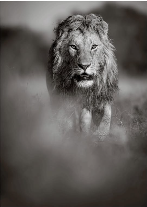 Melnbalts lauvas portrets.