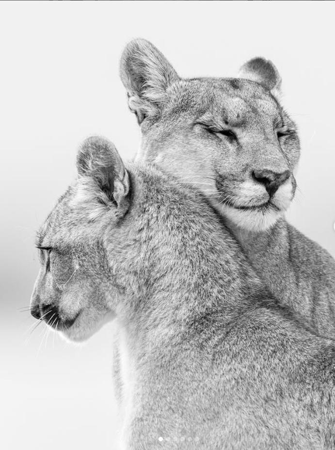 Divas lauvenes maigi atbalsta galvu viena pret otru.