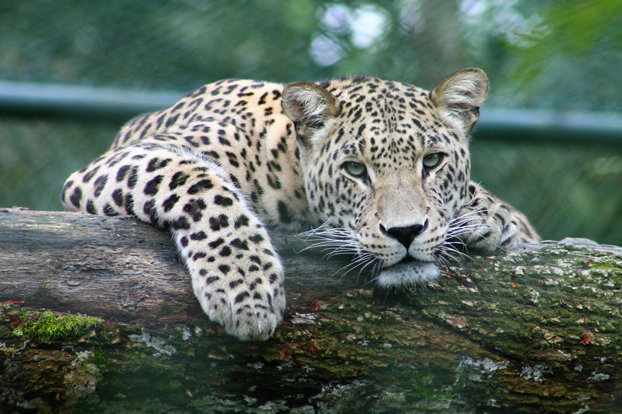 Leopards guļ uz koka zara un skatās tieši kamerā.