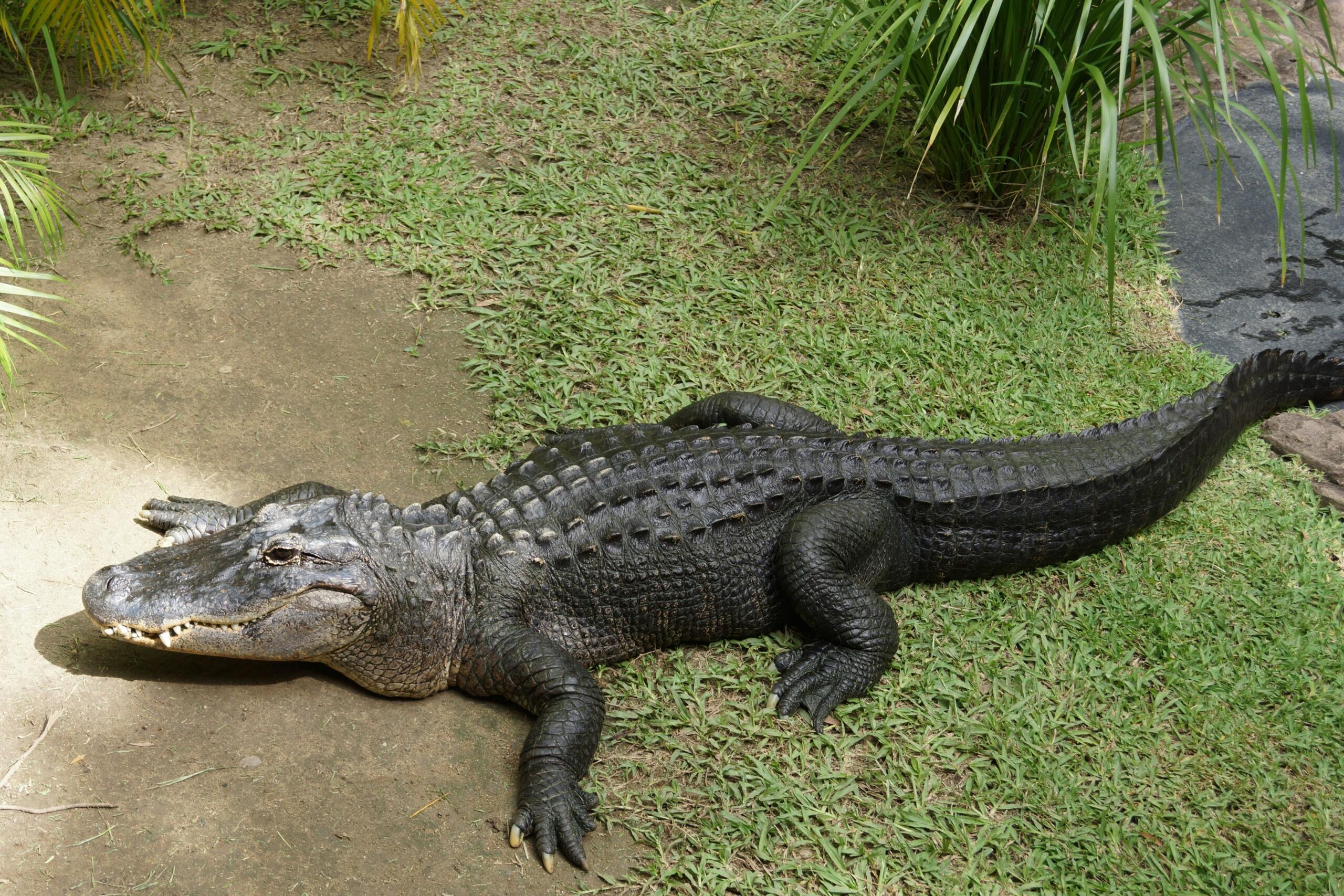 Aligators guļ uz zāles.
