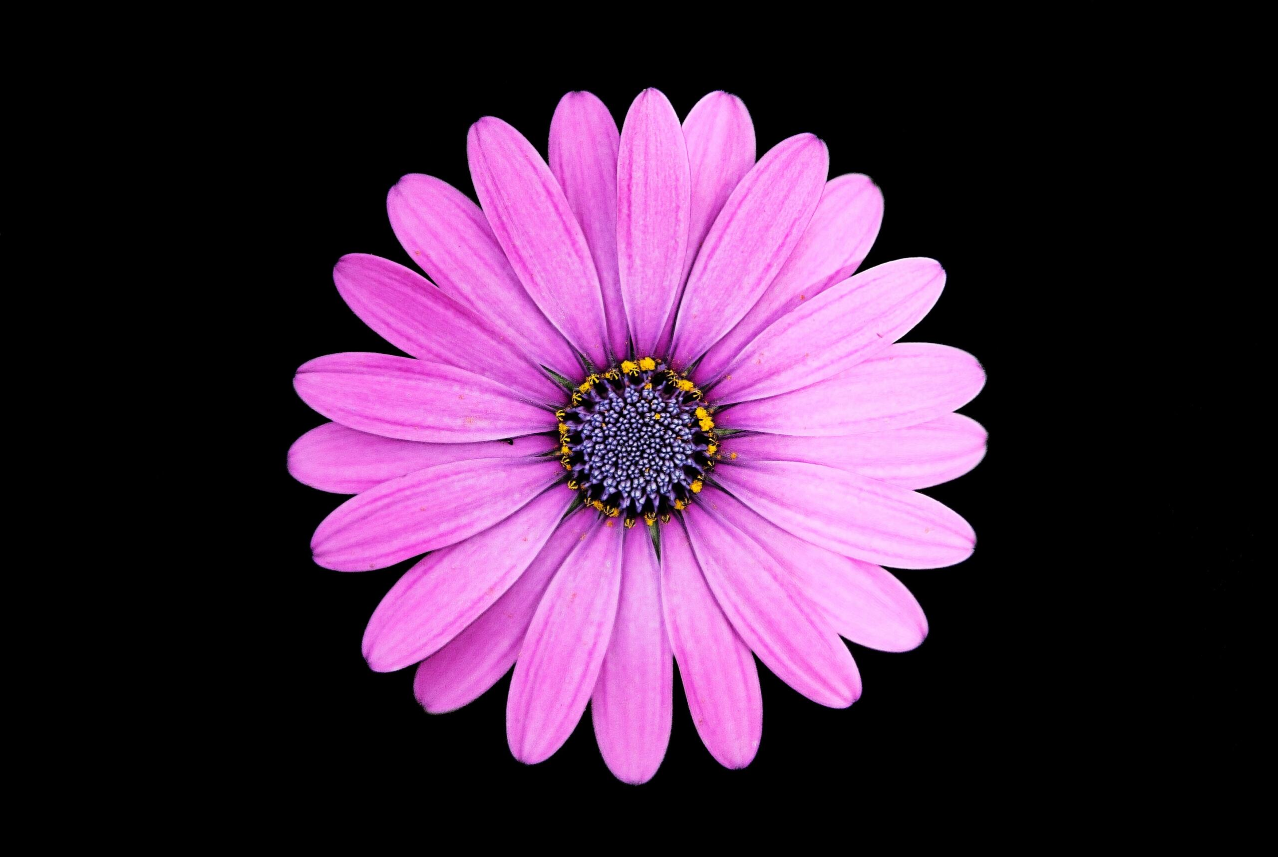 Uz melna fona viens simetrisks, violets zieds.