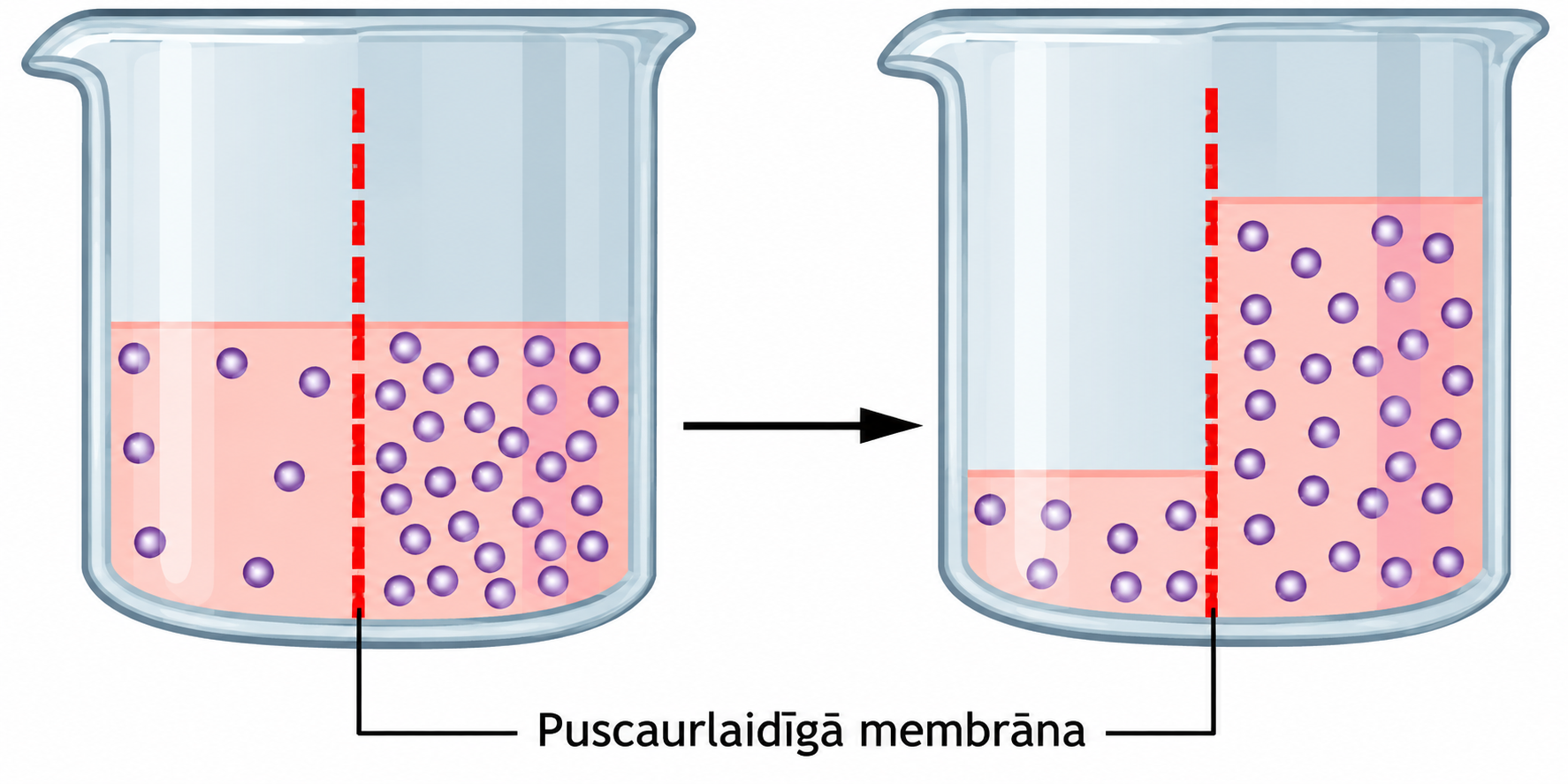 osmozes atveids ar puscaurlaidīgās mebrānas norādi