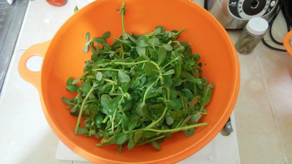 Plantas que se usan en la comida mexicana.