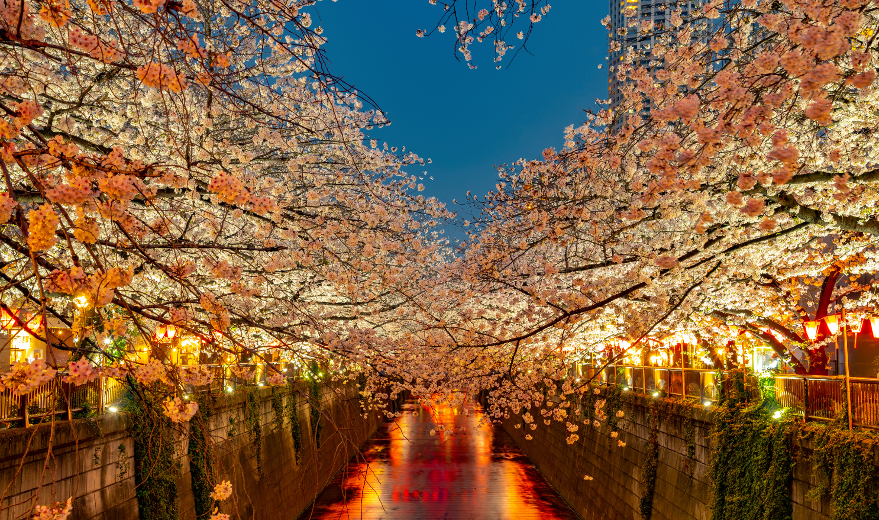 japones online