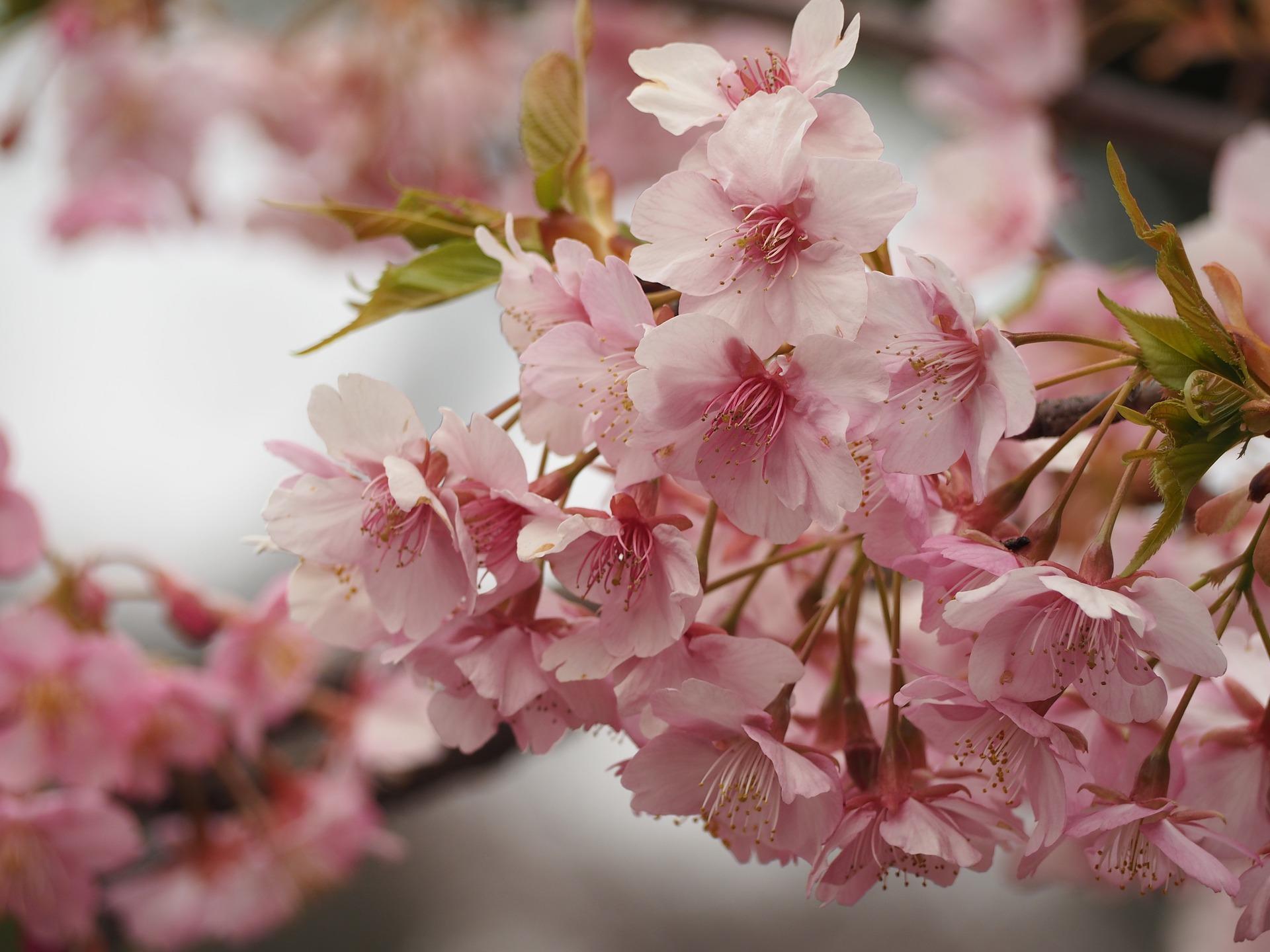 Los imperdibles de Tokio