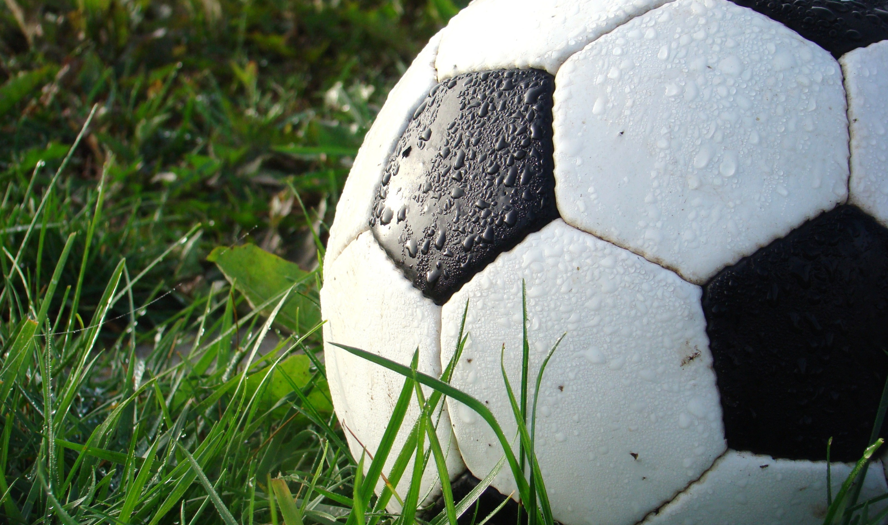 academia futbol gallos