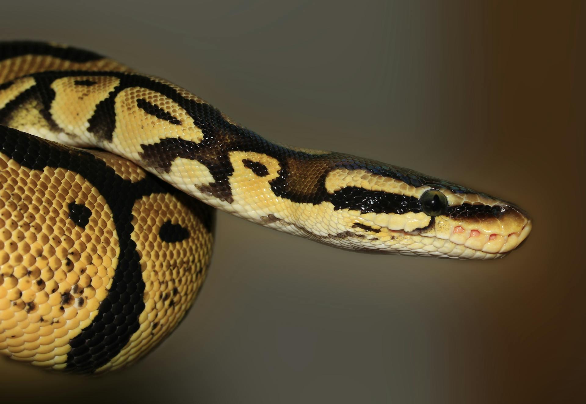 reptiles inglés