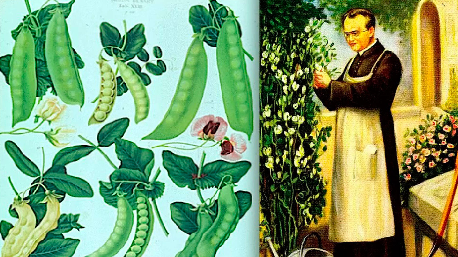 biologia