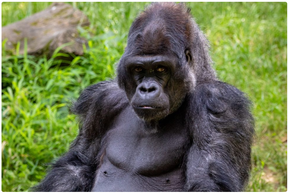 biografia dian fossey