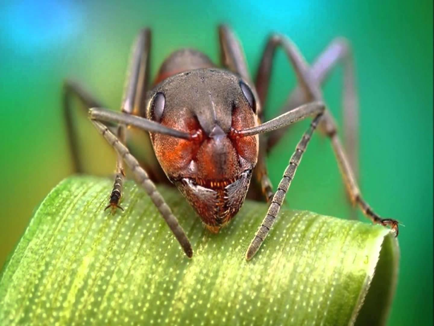 Elegir la distancia focal