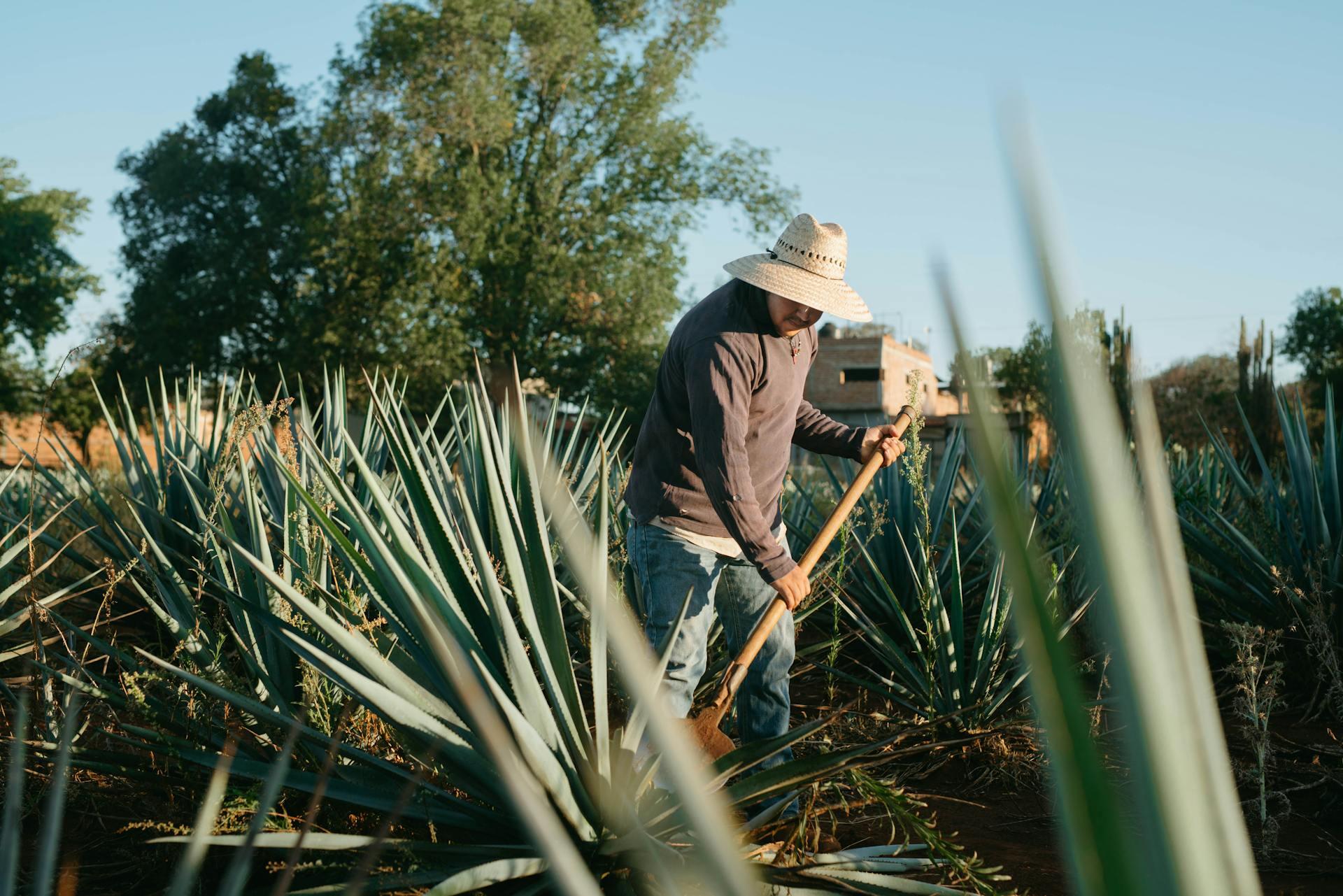 Gastronomía del occidente de México