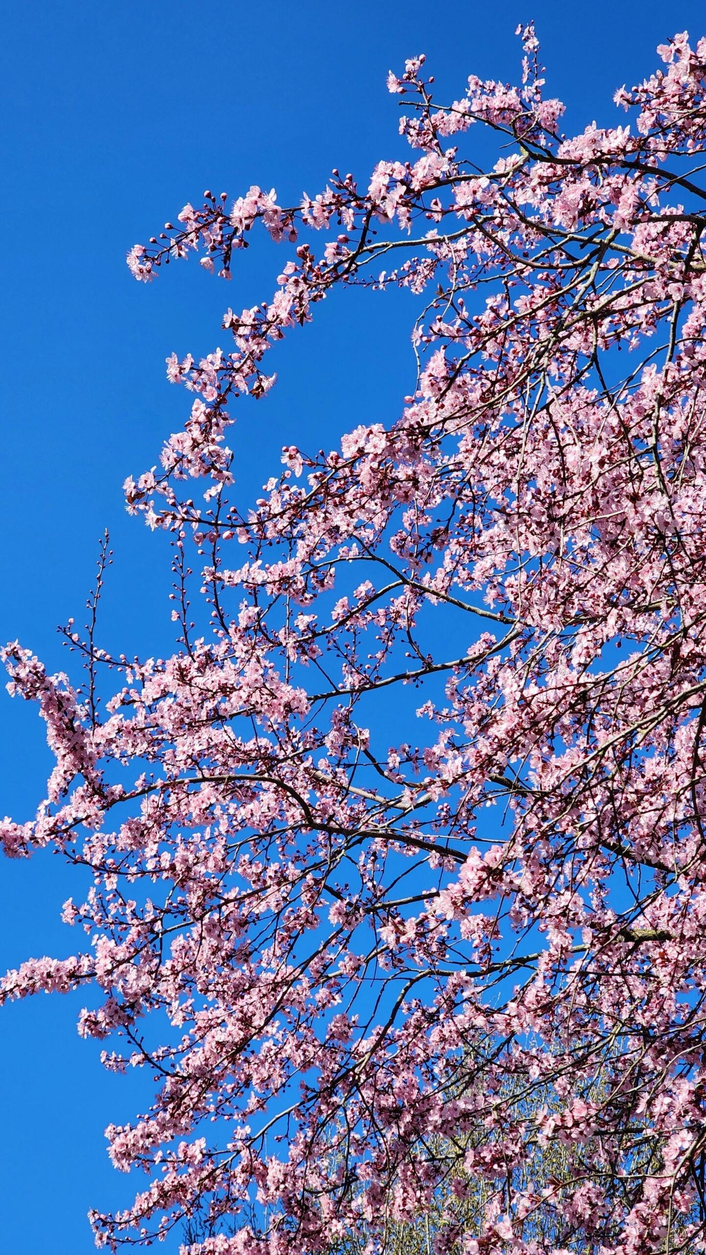 Primavera es la estacion donde florece las flores