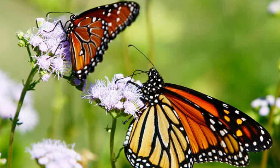 The biology of a butterfly involves a four-stage life cycle.