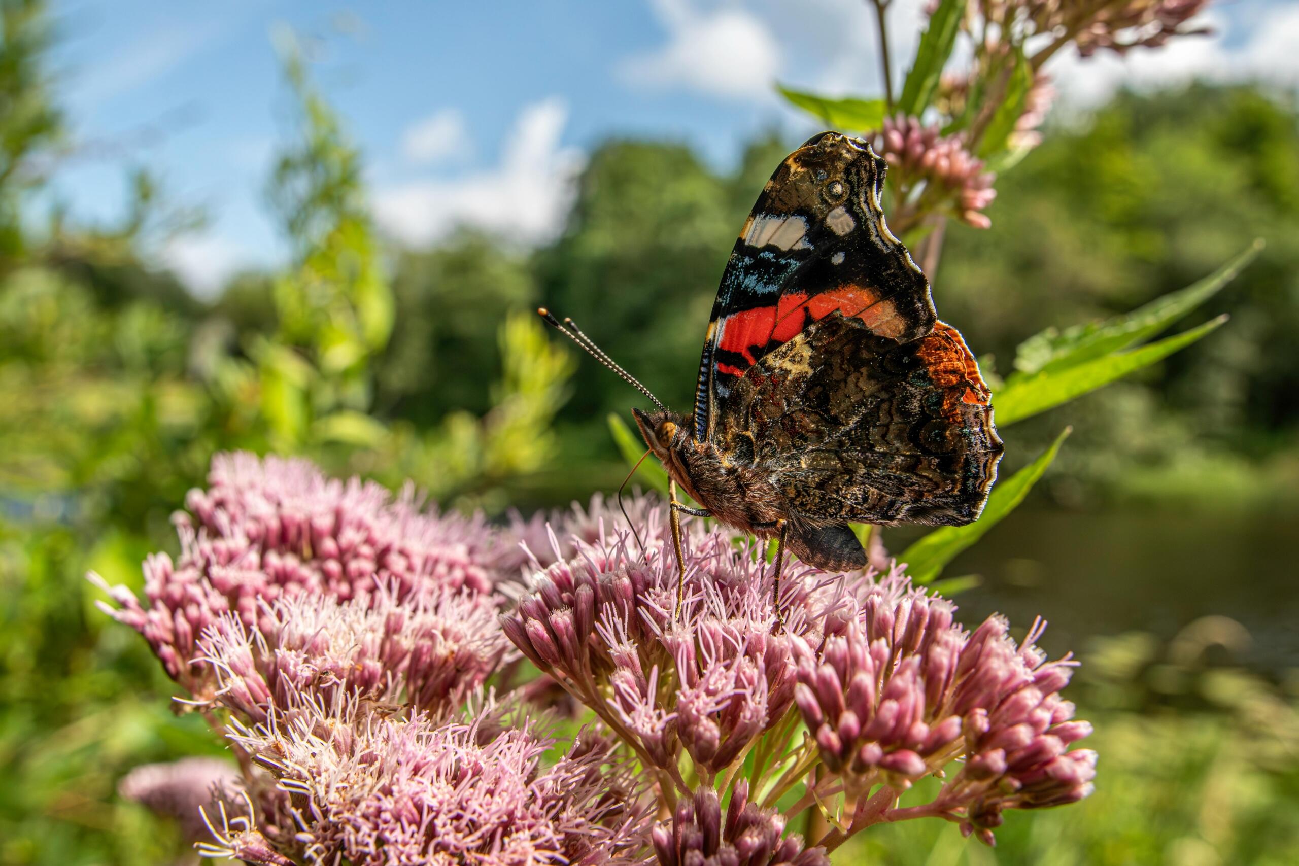 A butterfly on pink flowers