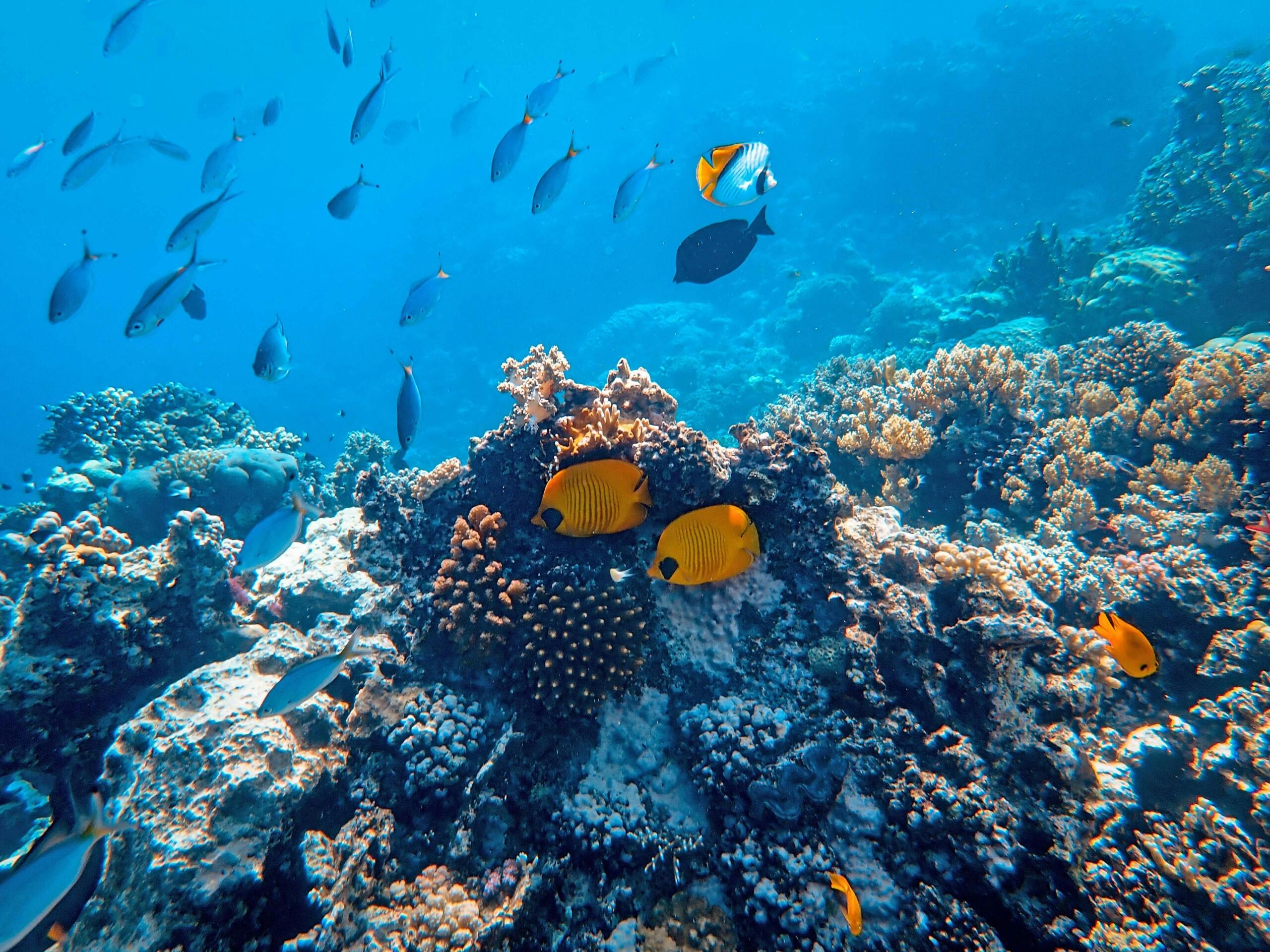 Fish among coral