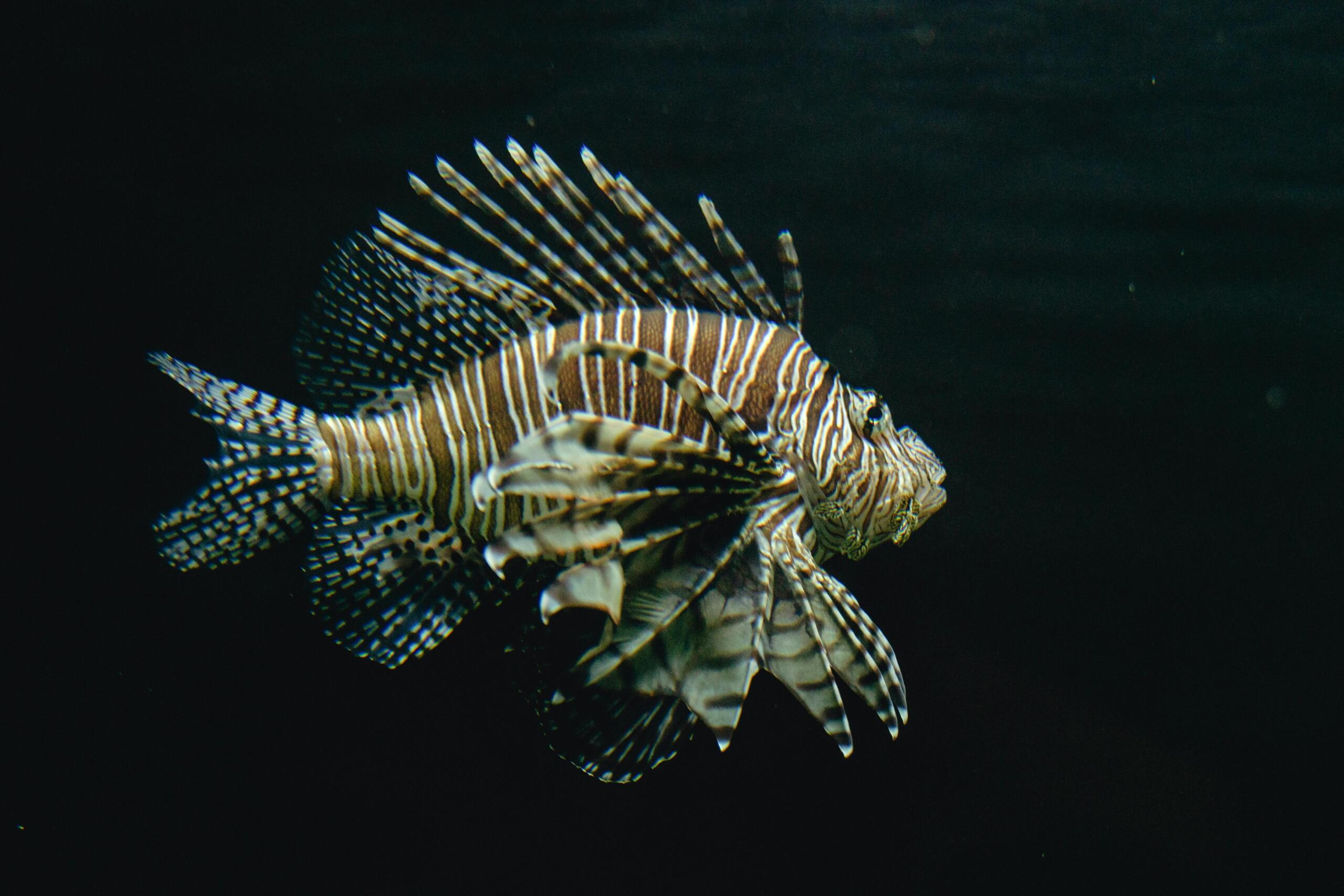 A lionfish in the sea