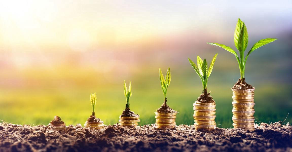 growing money plant