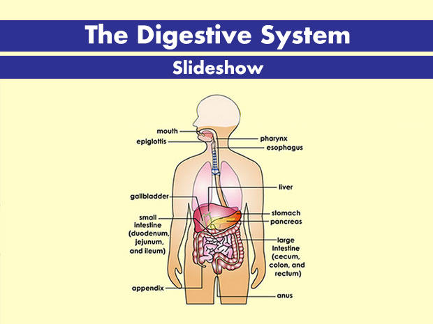Learn Biology Digestive System