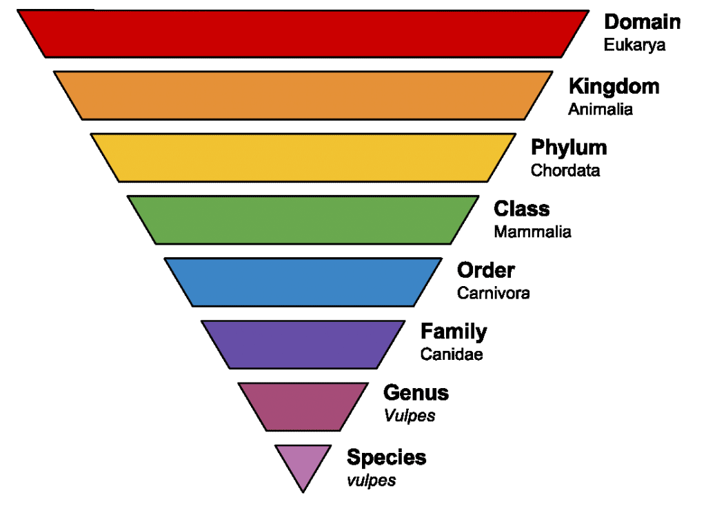 Taxonomy