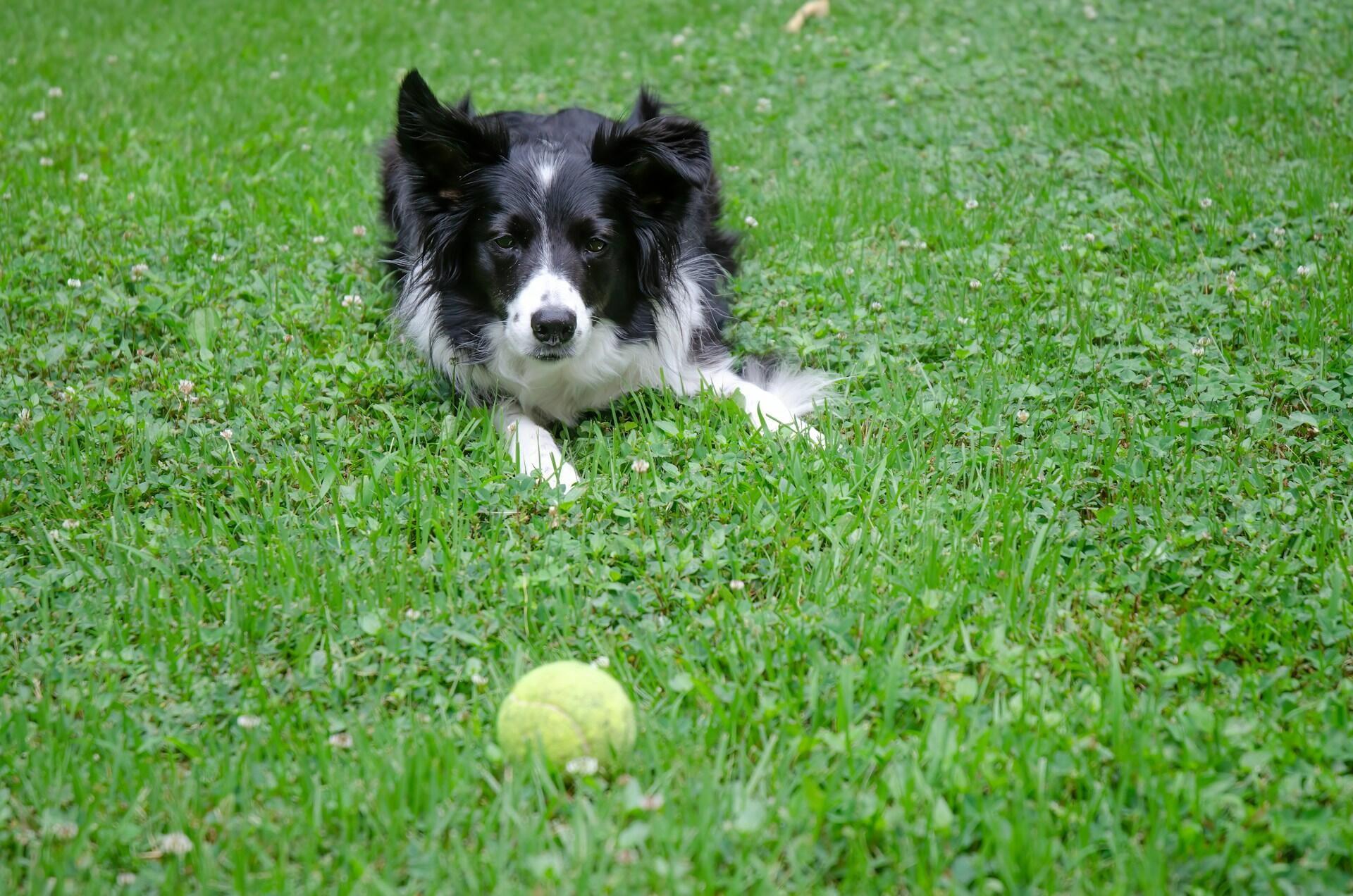 A dog staring at a neon tennis ball on a grass field.