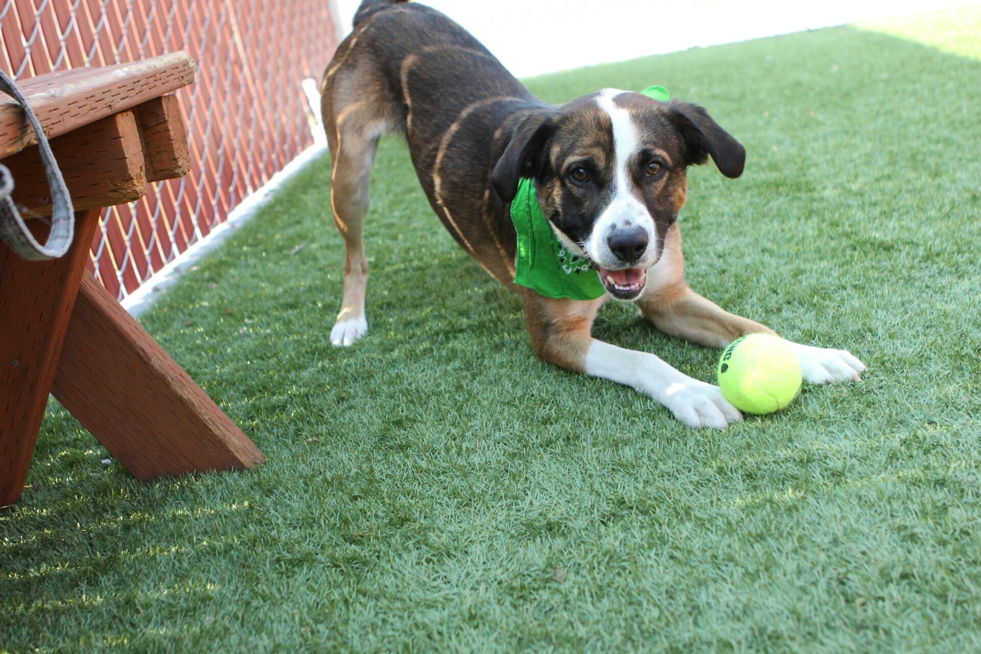 Dog playing with a tennis ball on grass near a wooden bench.