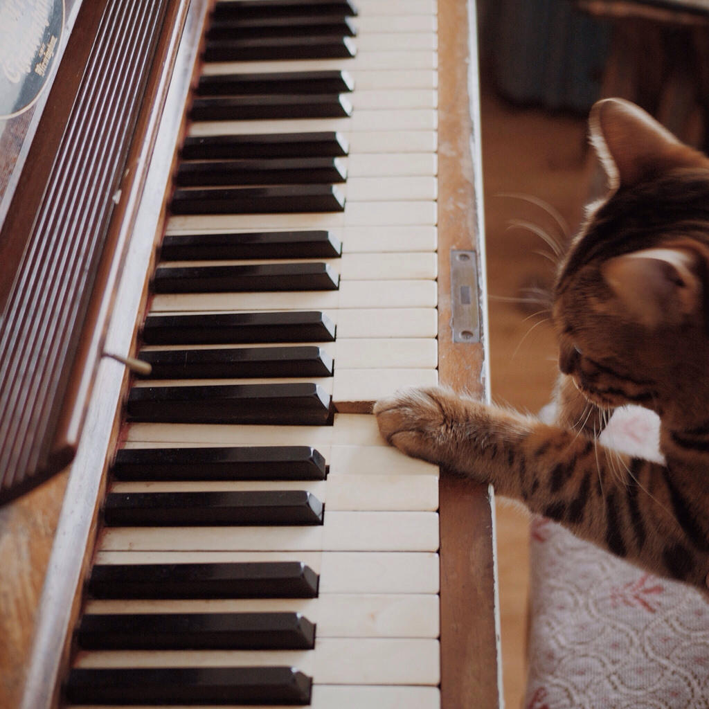Cat playing the piano