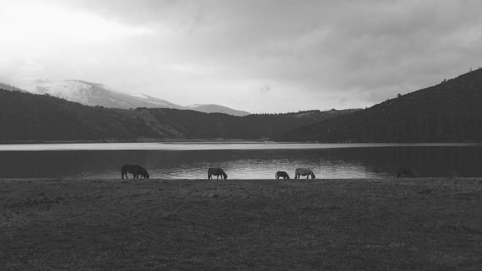 medium-shot-horse-lake