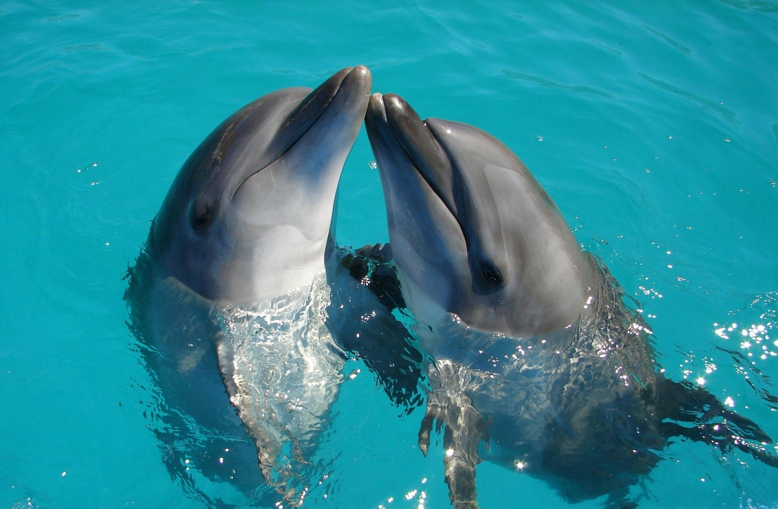 Two dolphins are gently touching their snouts together in the water, displaying a moment of affection and connection.