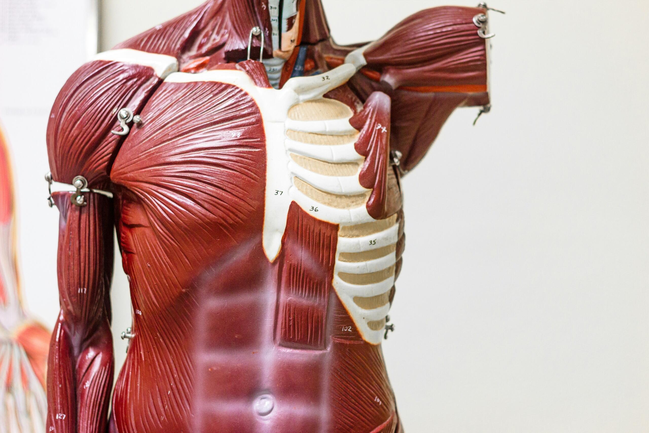 A detailed model of a human body showcasing the muscular system in an educational display.