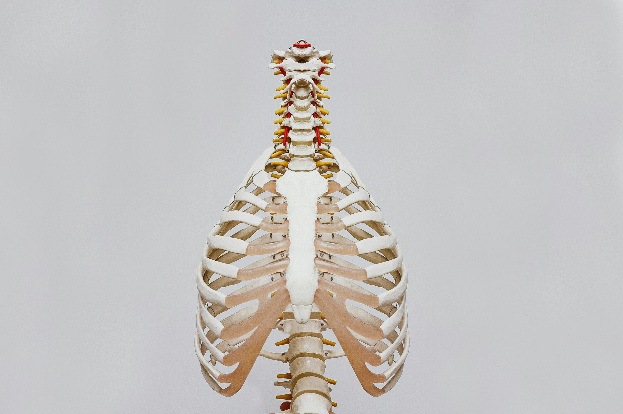 A detailed model of the human skeletal thoracic cavity displayed against a plain white background.