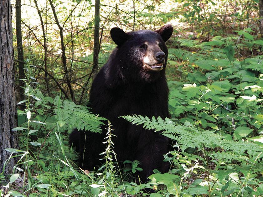 Bear