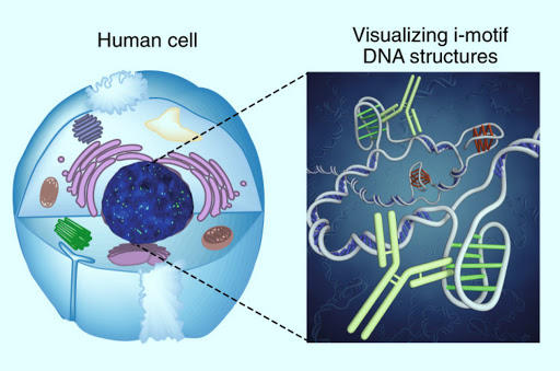 Deoxyribonucleic acid (DNA)
