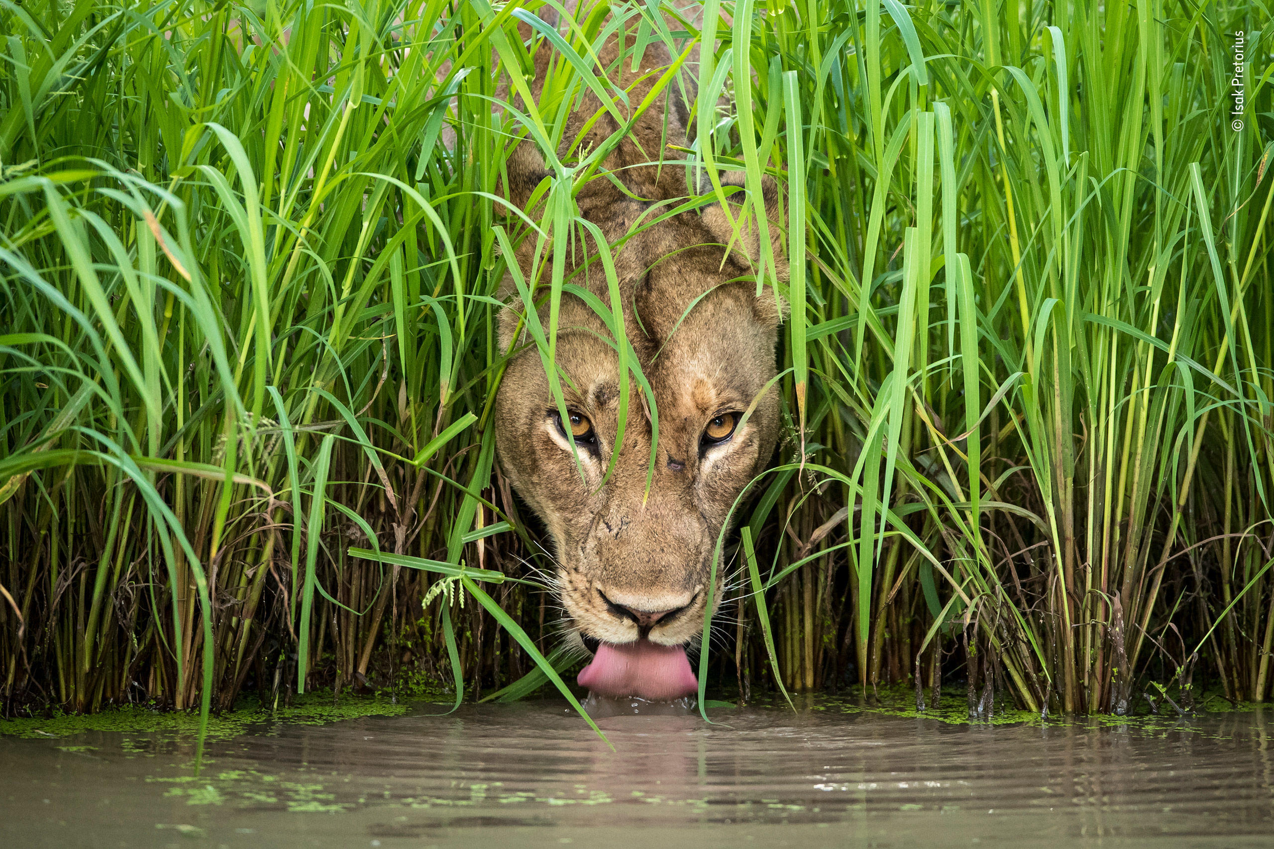 wildlife biologist