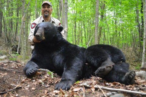 wildlife