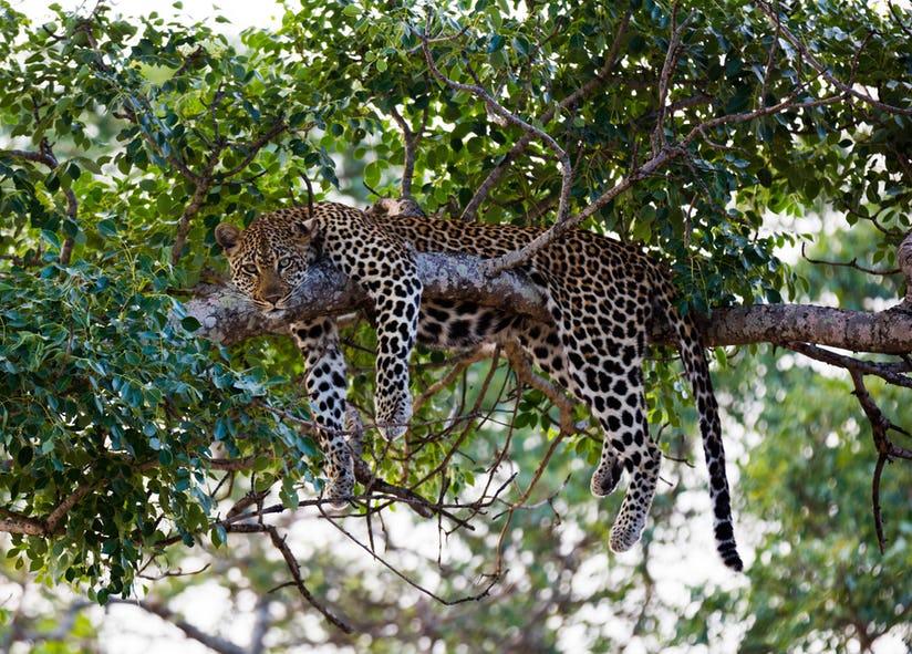 wildlife