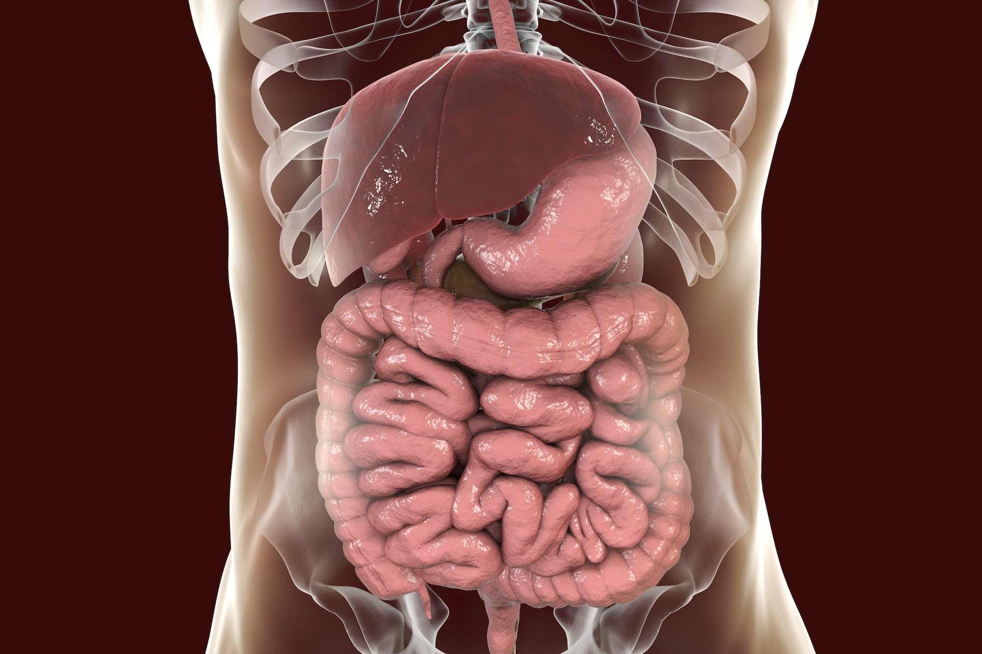 Human digestive system