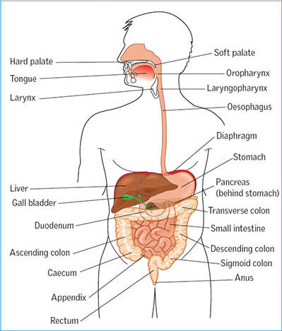 The human digestive system