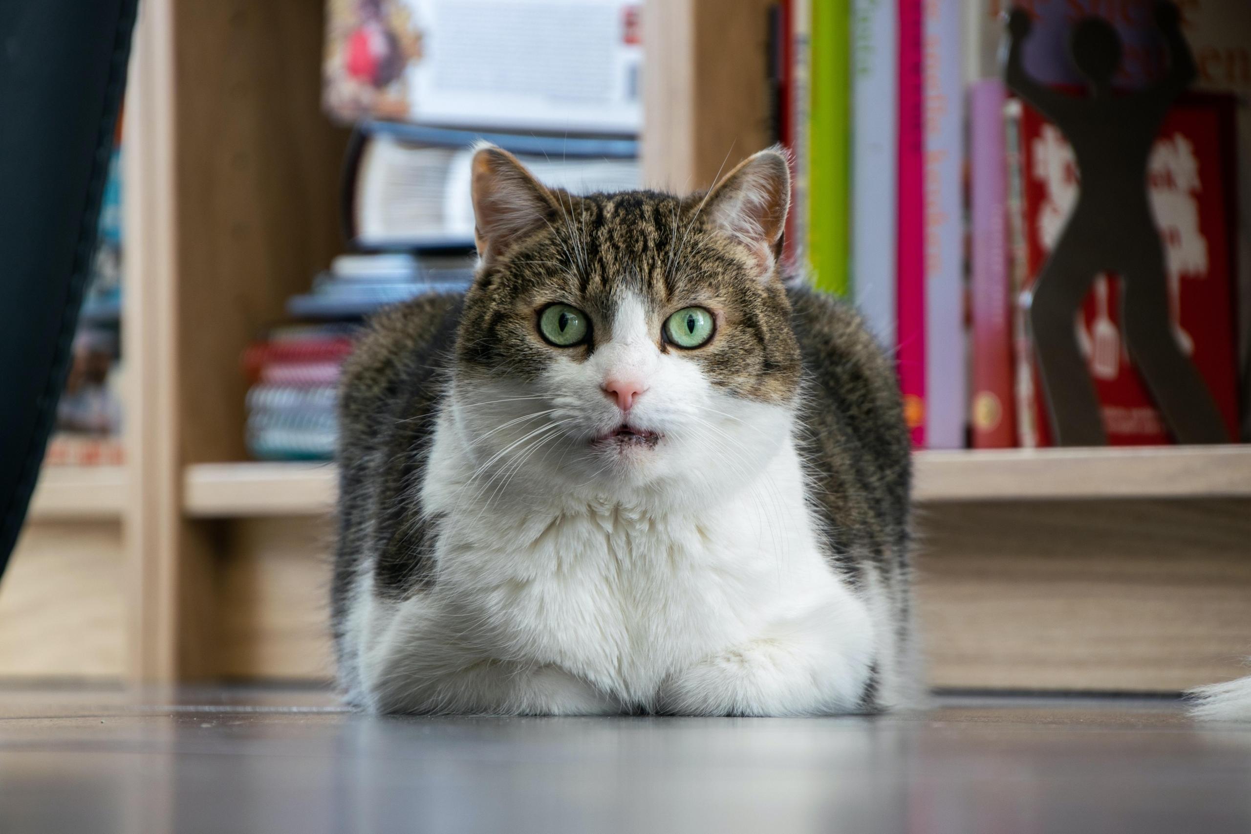 A scared cat