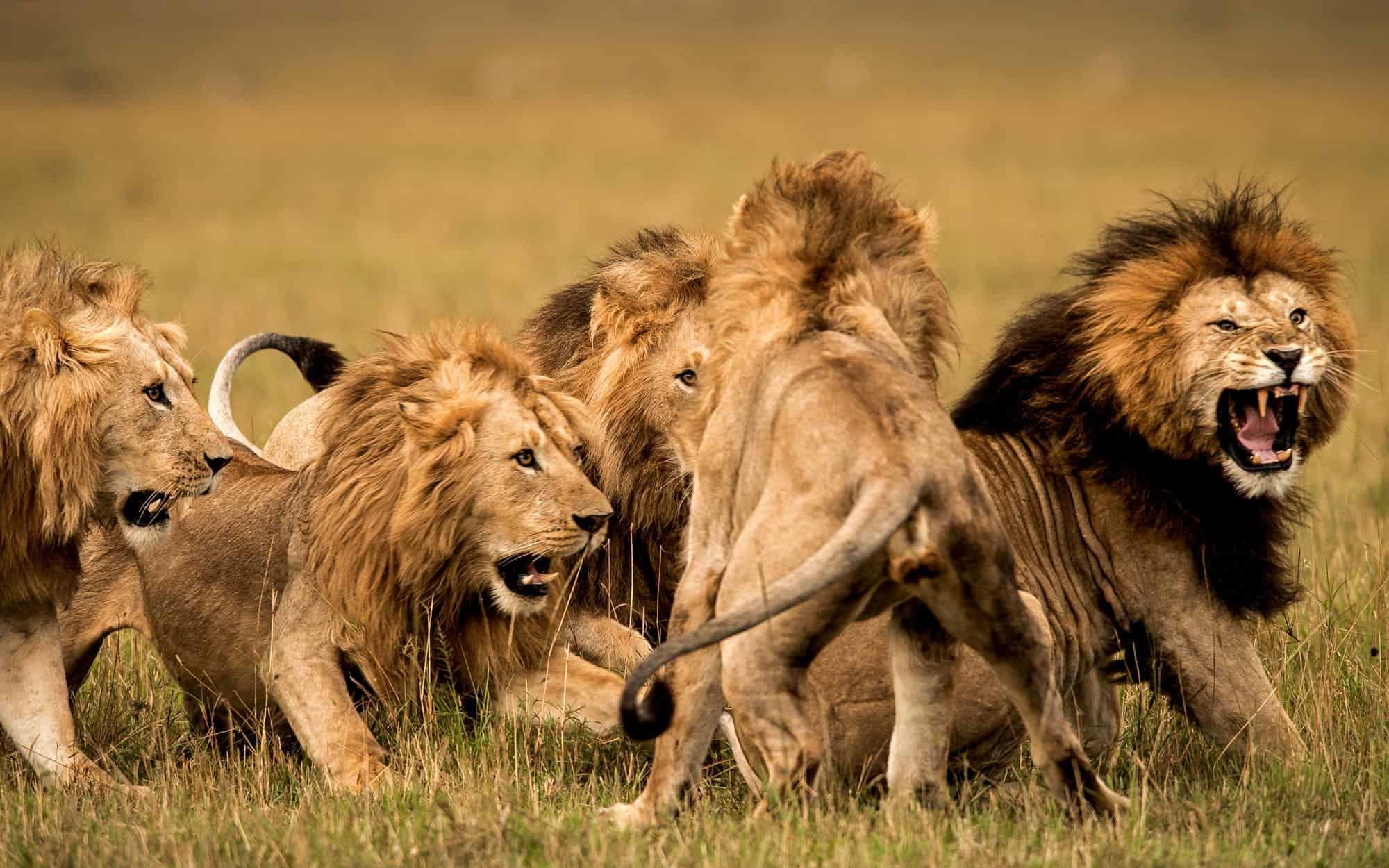 A group of lion