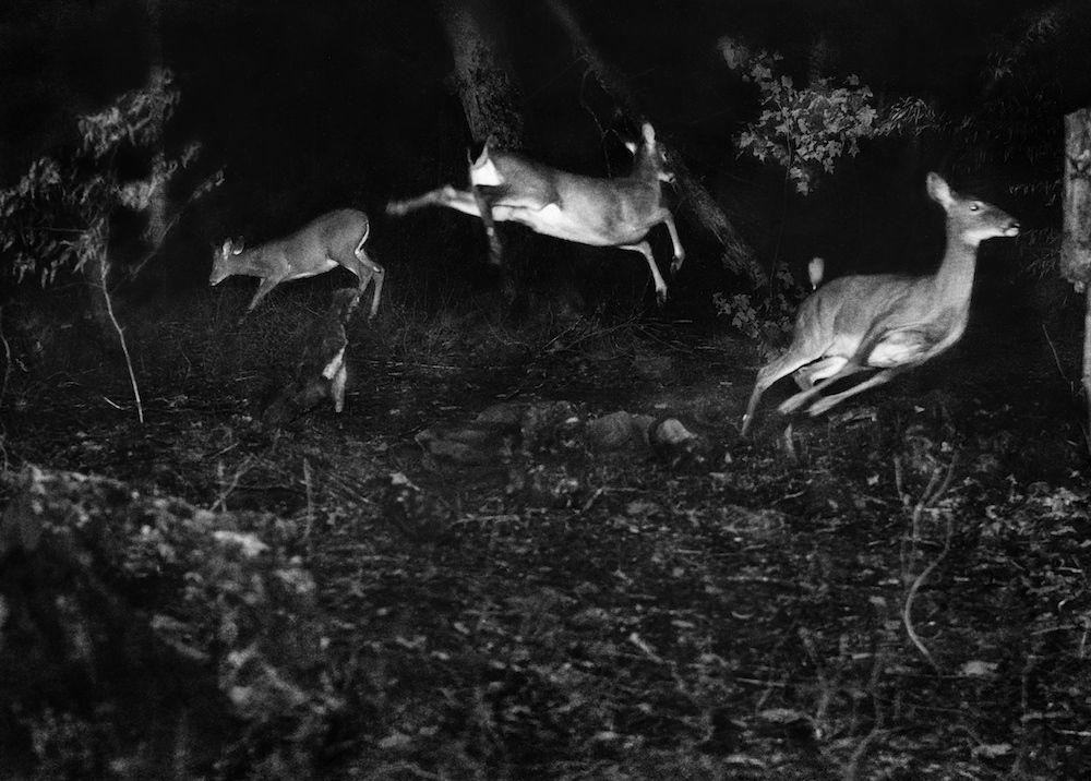 Animals in the wild