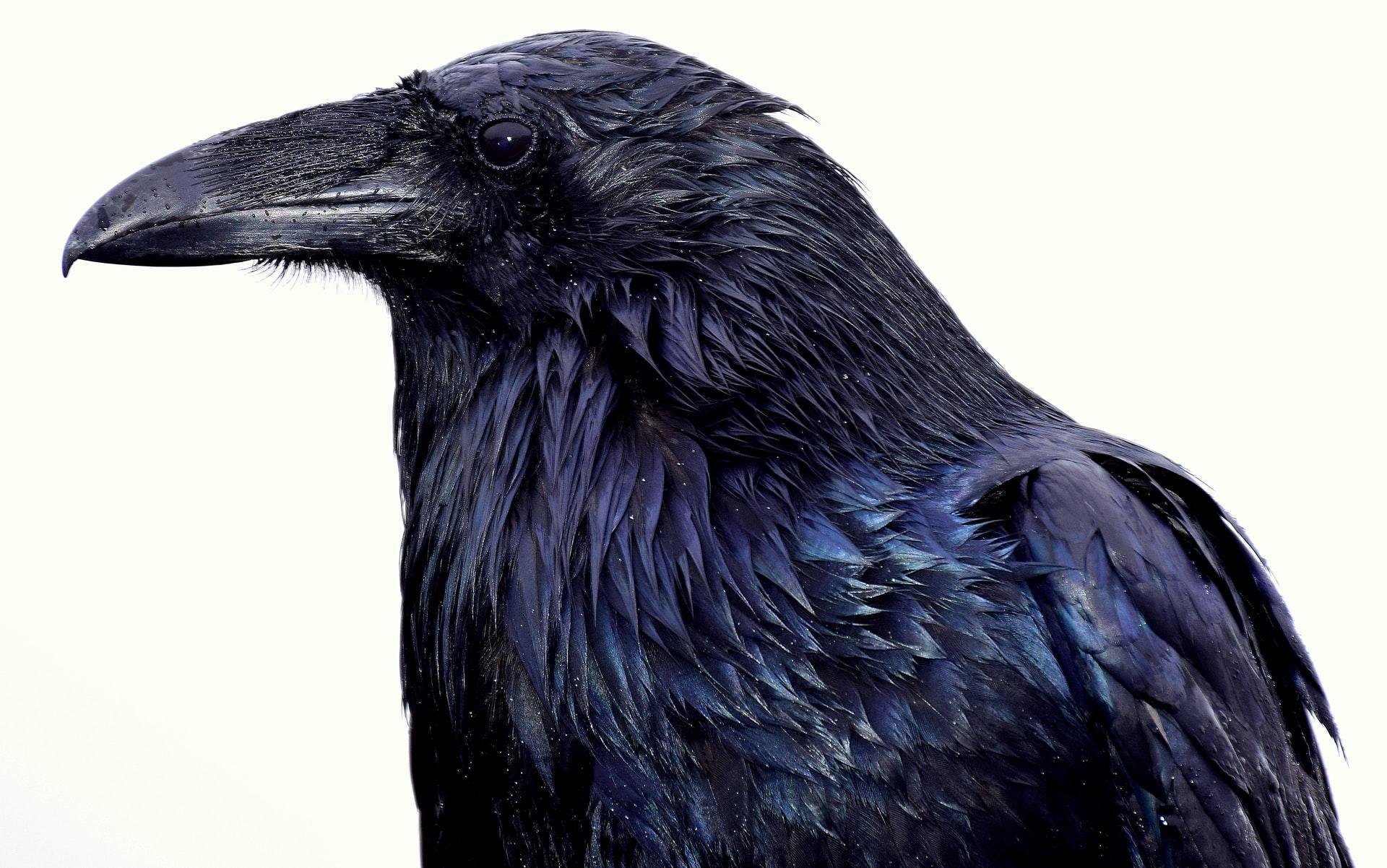 The raven Poem by Edgar Allan Poe.