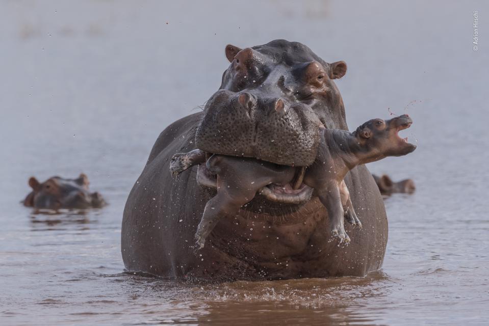 wildlife photography