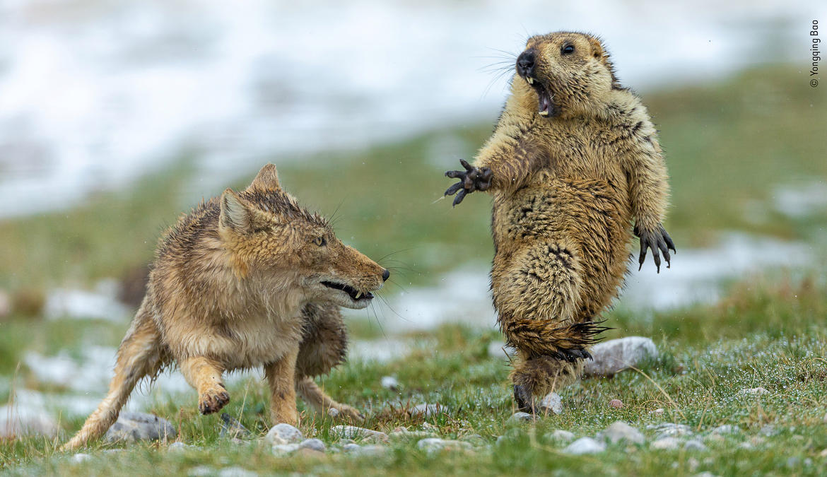 Animal Life