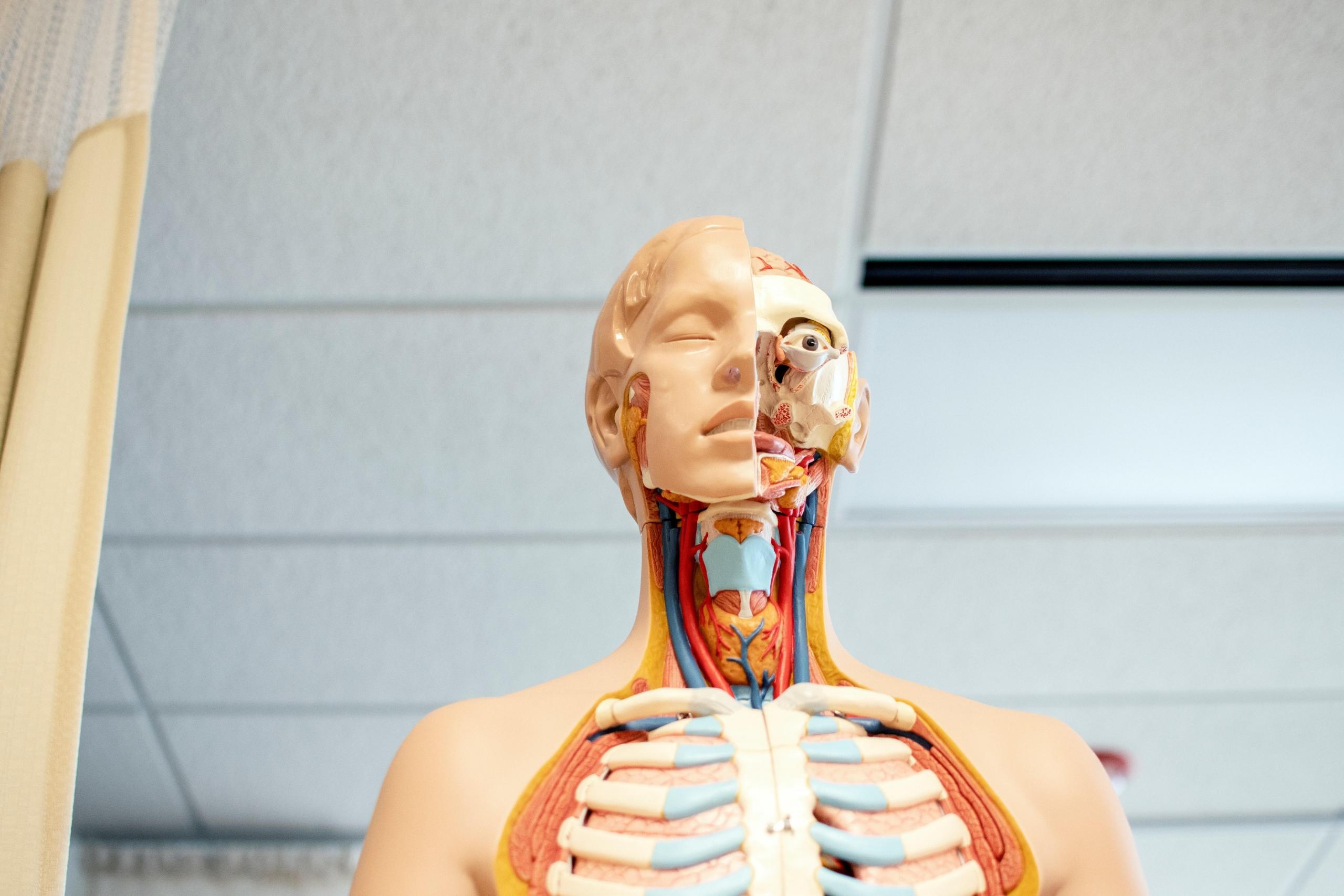 Studying the human skeleton in biology