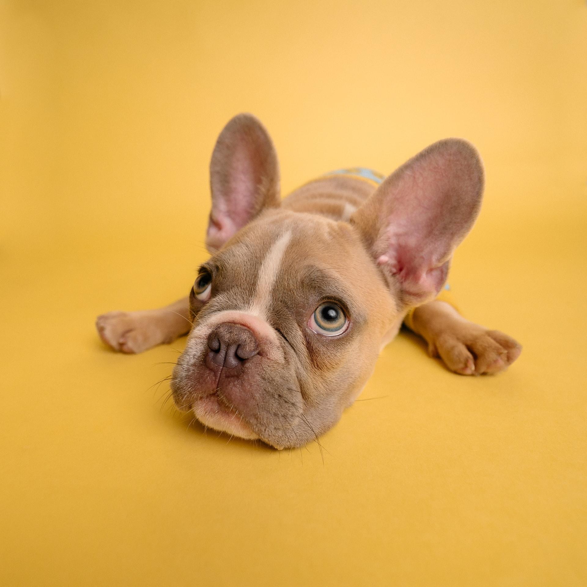 How to become a veterinary nurse