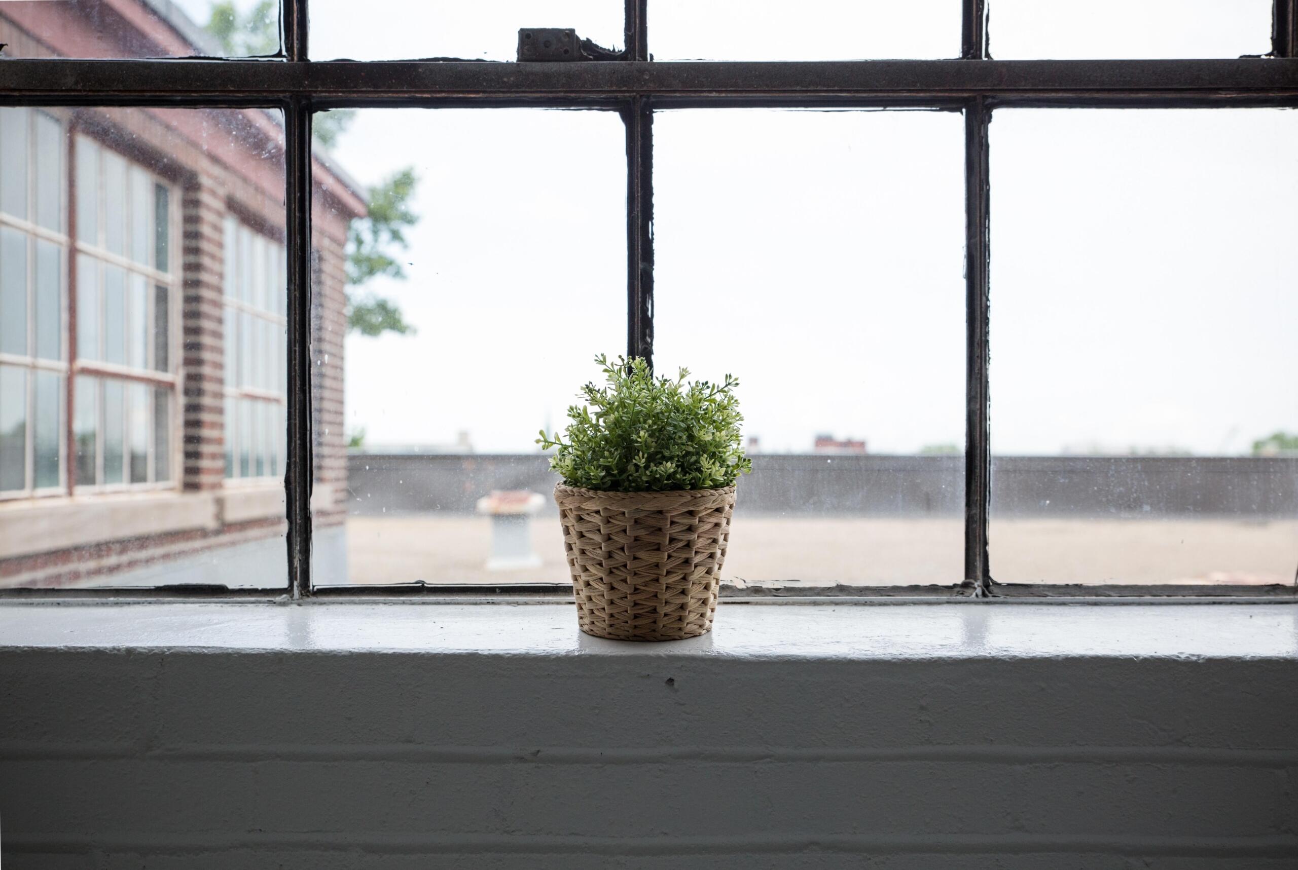 a plant pot beside a window