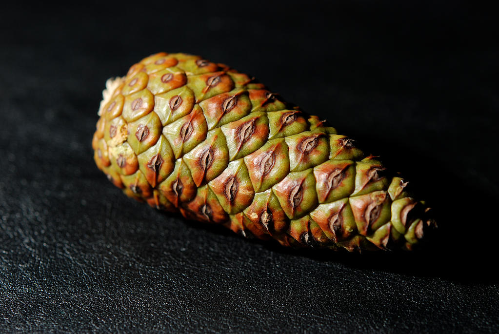 De Reeks van Fibonacci komt in de natuur voor in bijvoorbeeld dennenappels