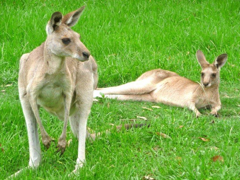 Je zult deze dieren zeker zien als je naar Australië reist