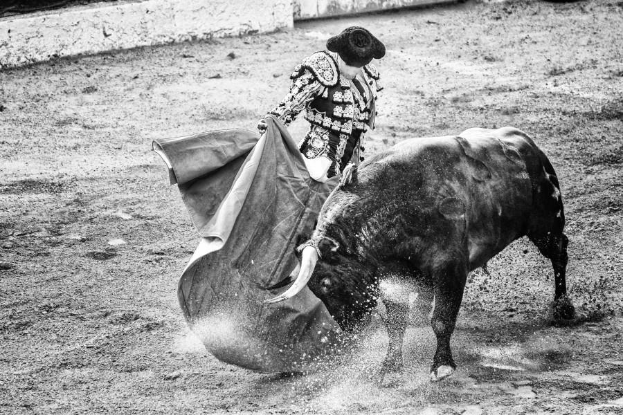 Stierenvechter met stier